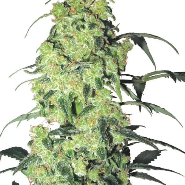 White Widow Feminised Cannabis Seeds