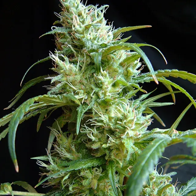 Flash Back #2 Feminised Cannabis Seeds | Sweet Seeds