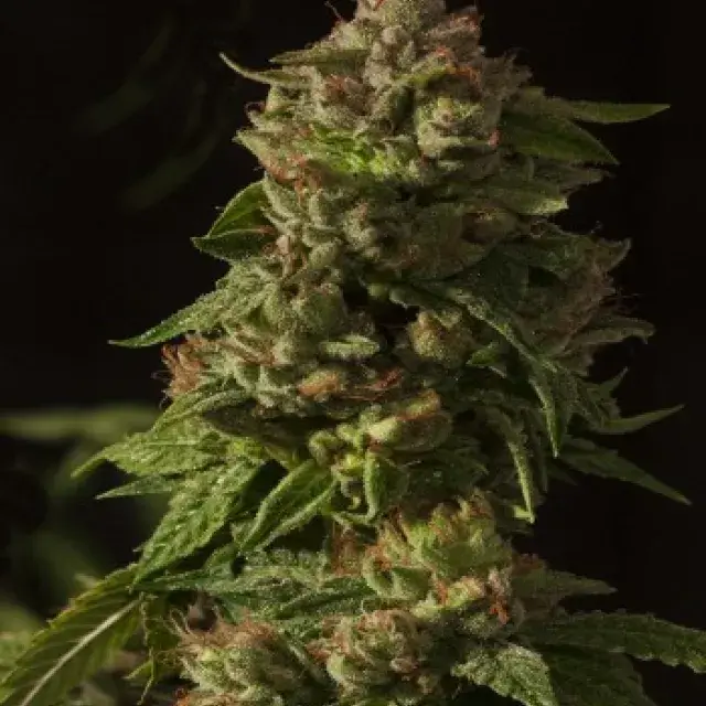 Fallen Angel Feminised Cannabis Seeds | Devil’s Harvest  Seeds