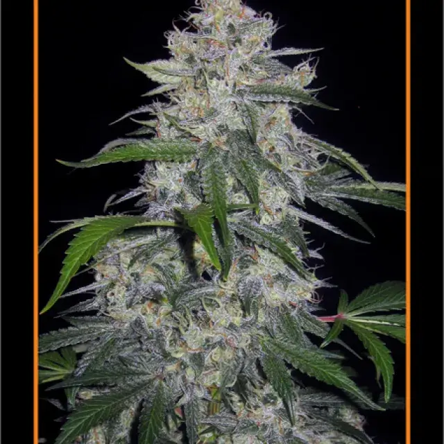 Fantasmo Express Auto Feminised Cannabis Seeds