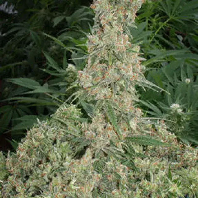 Far Out Feminised Cannabis Seeds