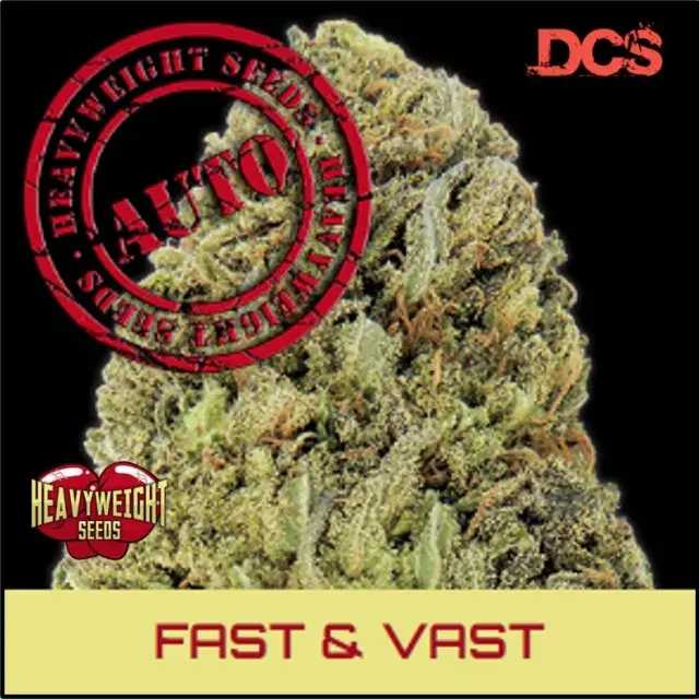 Fast & Vast Auto Feminised Cannabis Seeds | Heavyweight Seeds