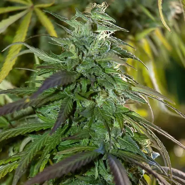 Fast Bud Outdoor Cannabis Seeds | Spliff Seeds