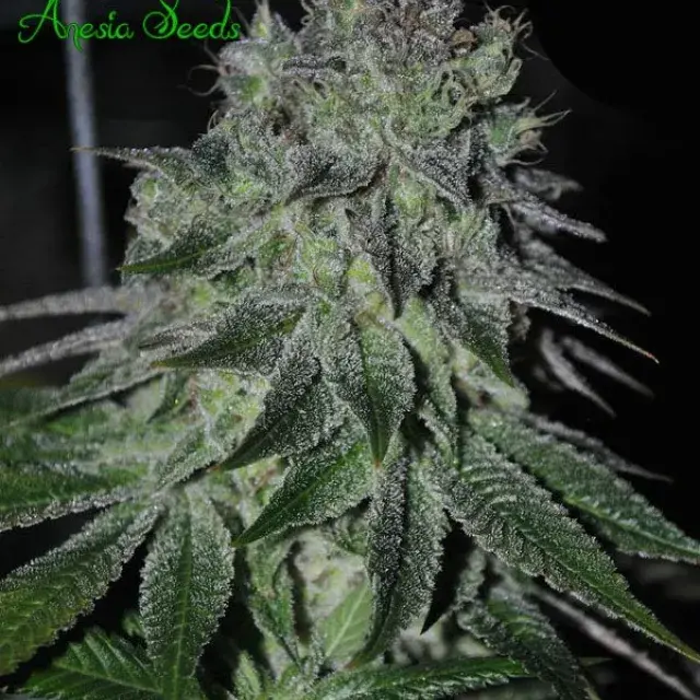 Fast Caramelic Feminised Cannabis Seeds - Anesia Seeds