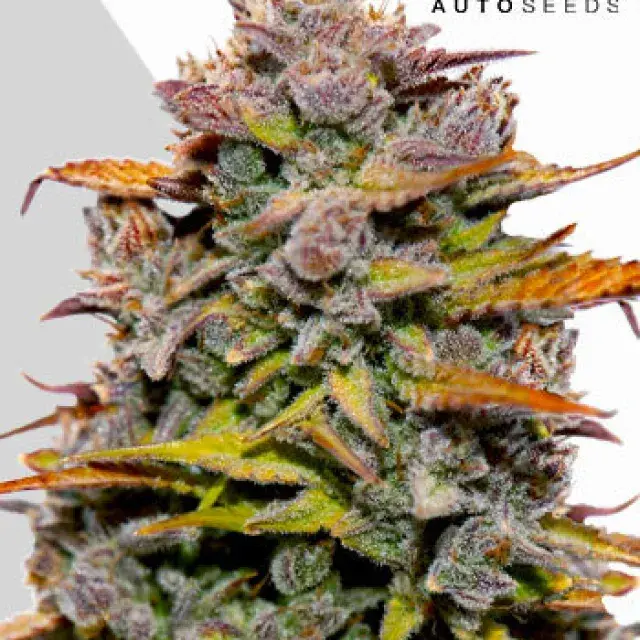 Cannabis Seeds = Fat Bastard Auto Cannabis Seeds By Auto Seeds.
