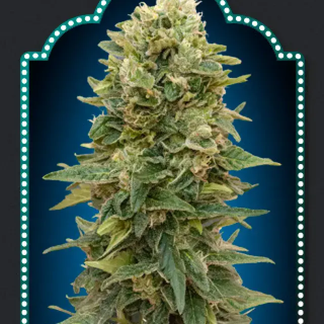 Female Mix Feminised Cannabis Seeds | OO Seeds 