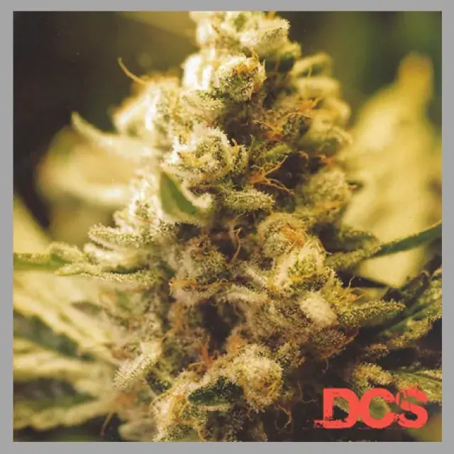 Lemon Kush Feminised Cannabis Seeds | Female Seeds 