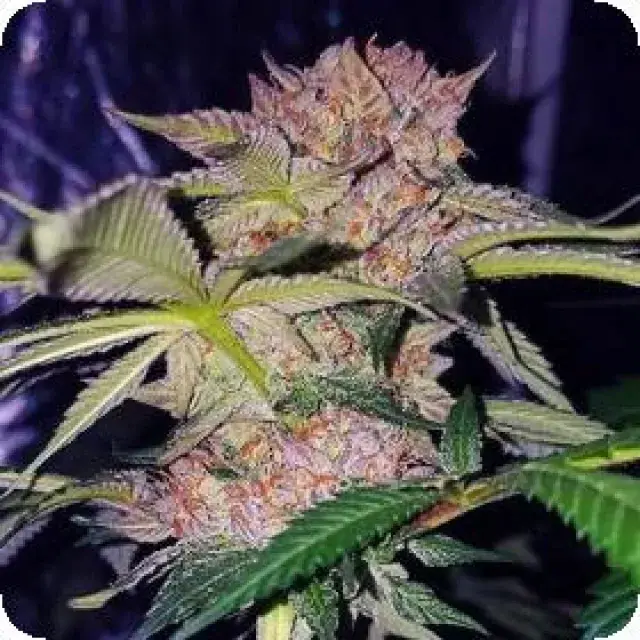 Mimosa Feminised Cannabis Seeds | OO Seeds
