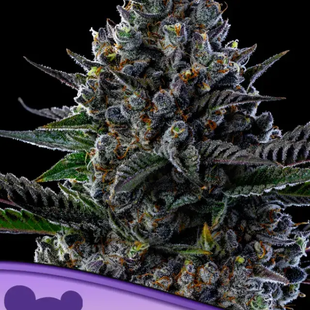 First Lady Feminised Cannabis Seeds - Anesia Seeds.