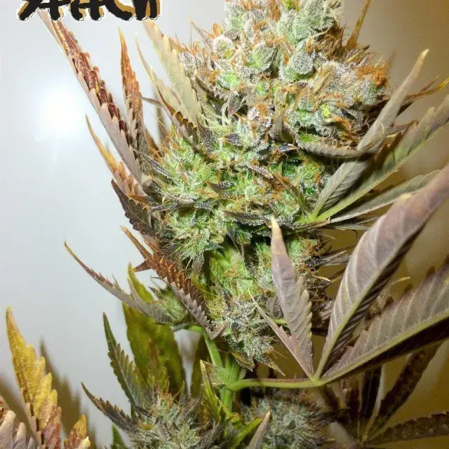 Ace Auto Feminised Cannabis Seeds | Flash Autos