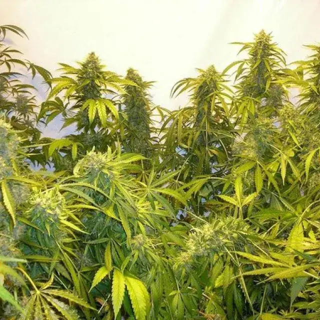 Black Samba Feminised Cannabis Seeds