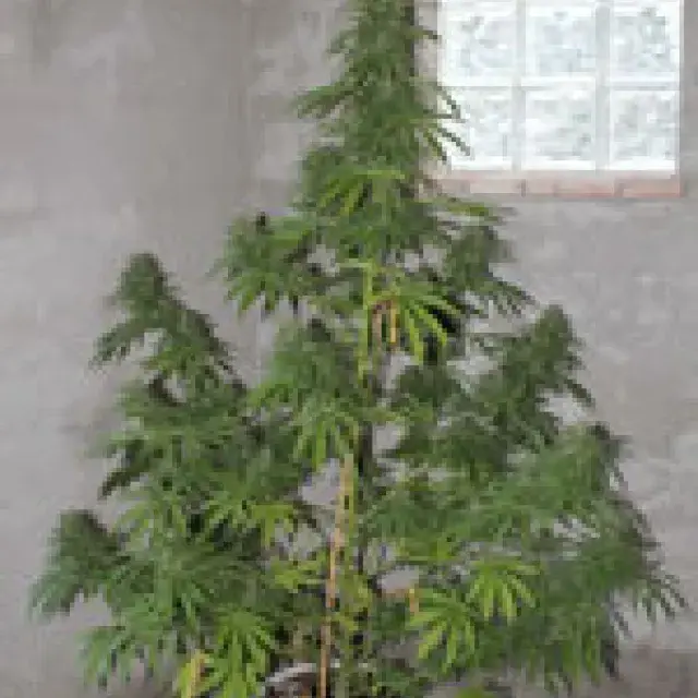 Chaze Feminised Cannabis Seeds