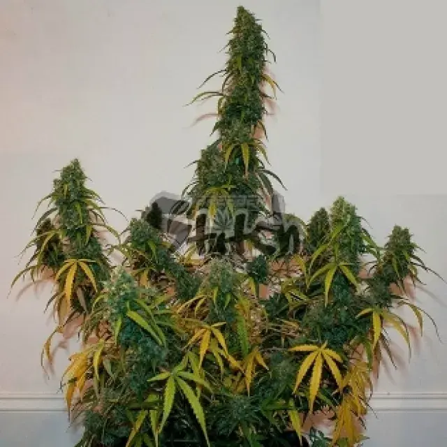 Formula One Auto Feminised Cannabis Seeds