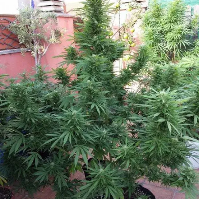 Jamaican Berry Auto Feminised Cannabis Seeds | Flash Super Autos