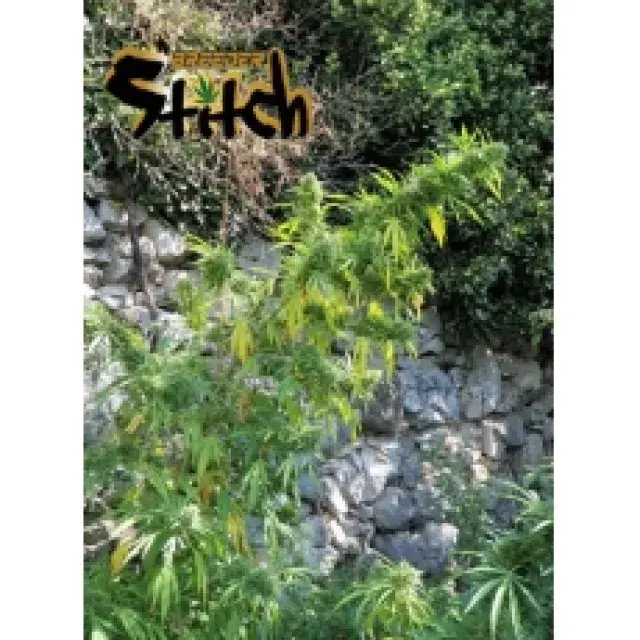 Muay Thai Feminised Cannabis Seeds