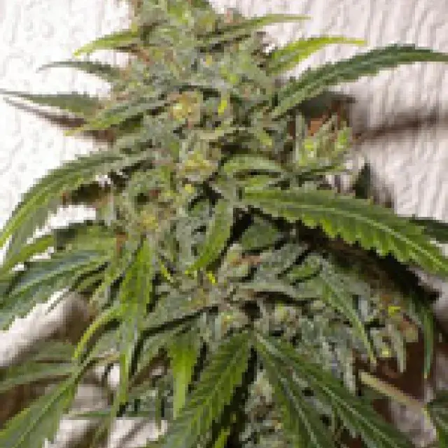 Nirvana Sky Feminised Cannabis Seeds