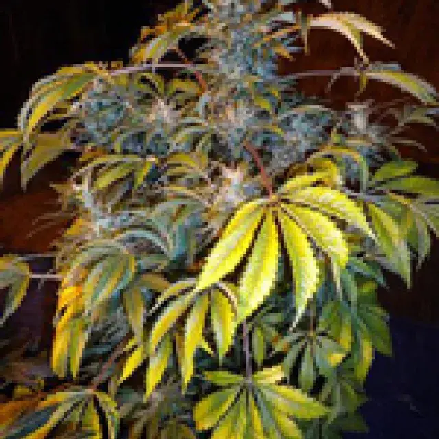Number One Feminised Cannabis Seeds