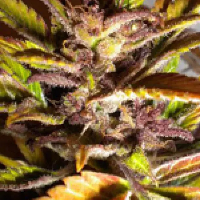 Purple Mazar Feminised Cannabis Seeds