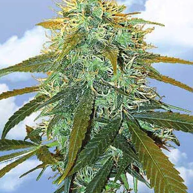 Skunk #1 Feminised Cannabis Seeds