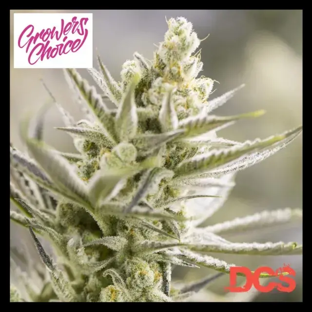 Forbidden Runtz Double XL Auto Feminised Cannabis Seeds - Growers Choice