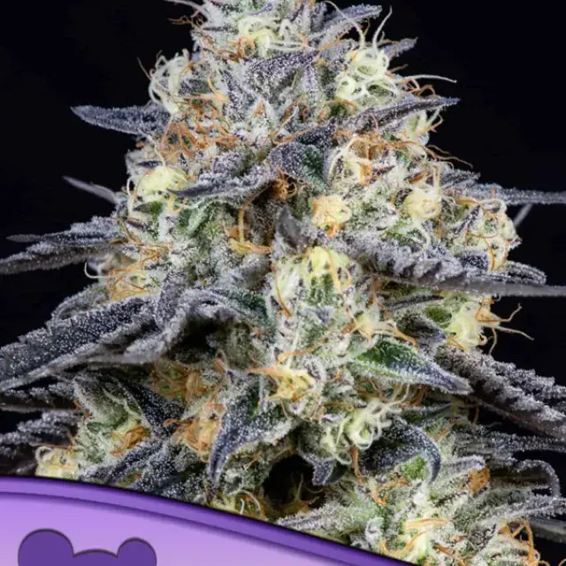 Foster Feminised Cannabis Seeds - Anesia Seeds