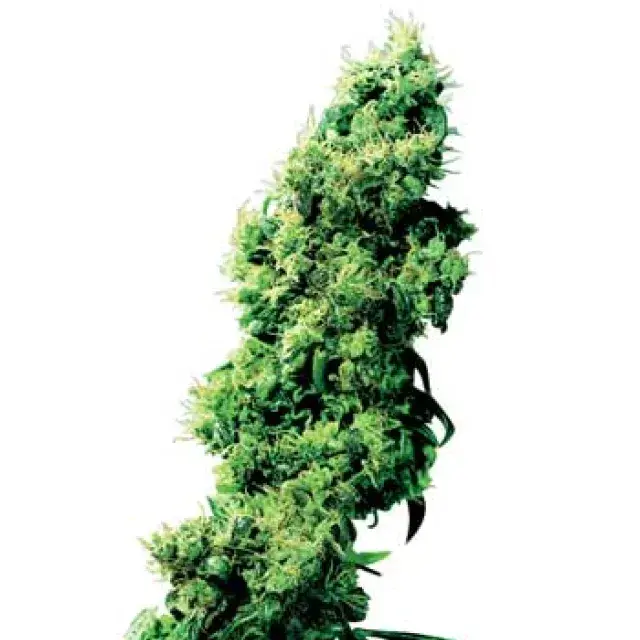 Four Way Regular Cannabis Seeds | Sensi Seeds 