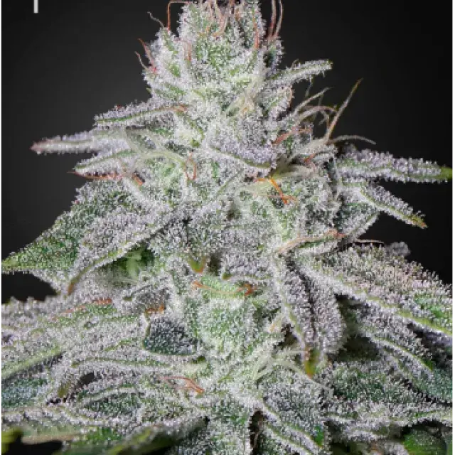 Franco's Lemon Cheese Feminised Cannabis Seeds | Green House Seeds