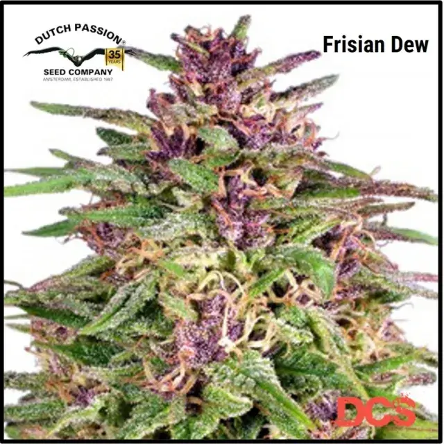 Frisian Dew Feminised Cannabis Seeds | Dutch Passion