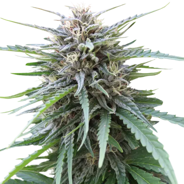 Frizzy Kush Feminised Cannabis Seeds | Seed Stockers