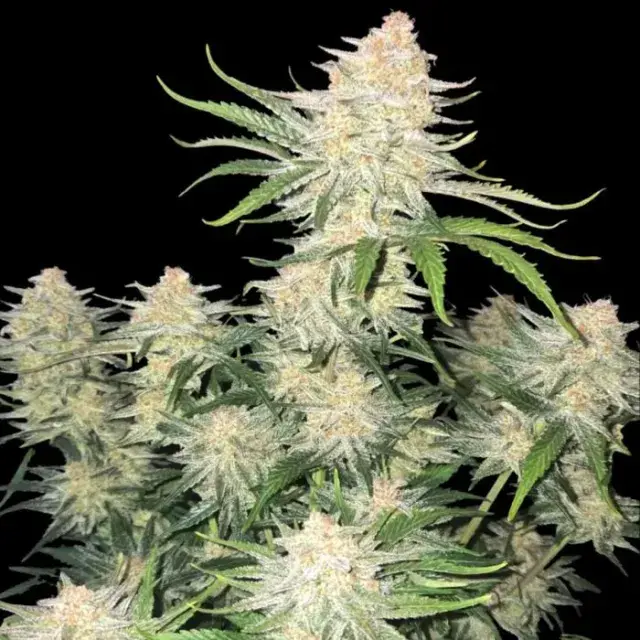 Frostbanger Auto Feminised Cannabis Seeds | Fast Buds.