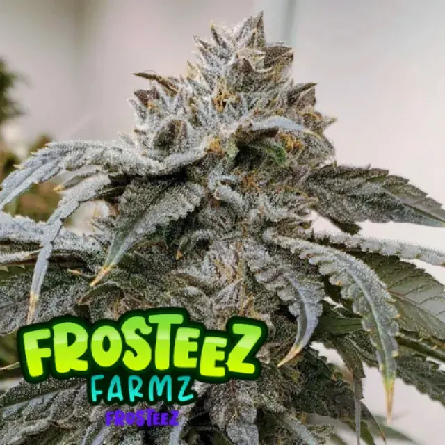 Frosteez Feminised Cannabis Seeds - Frosteez Farmz