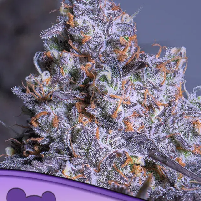 Frozen Black Cherry Auto Feminised Cannabis Seeds - Anesia Seeds