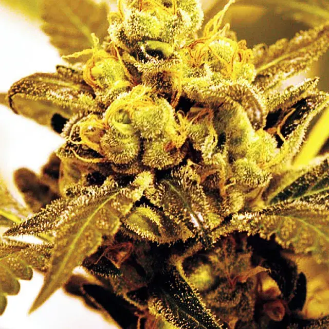 Fruit Salad Feminised Cannabis Seeds | Expert Seeds