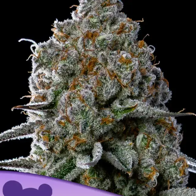 Fryday Boof Feminised Cannabis Seeds - Anesia Seeds.