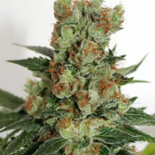 Fuel OG Feminised Cannabis Seeds