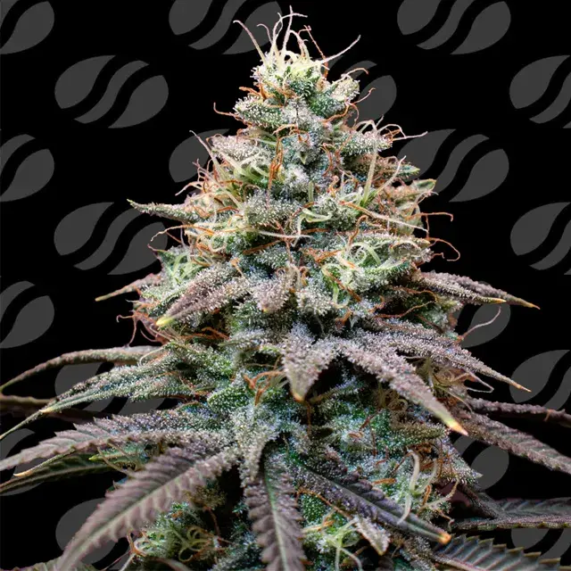 Fumepop Auto Feminised Cannabis Seeds | Original Sensible Seeds.
