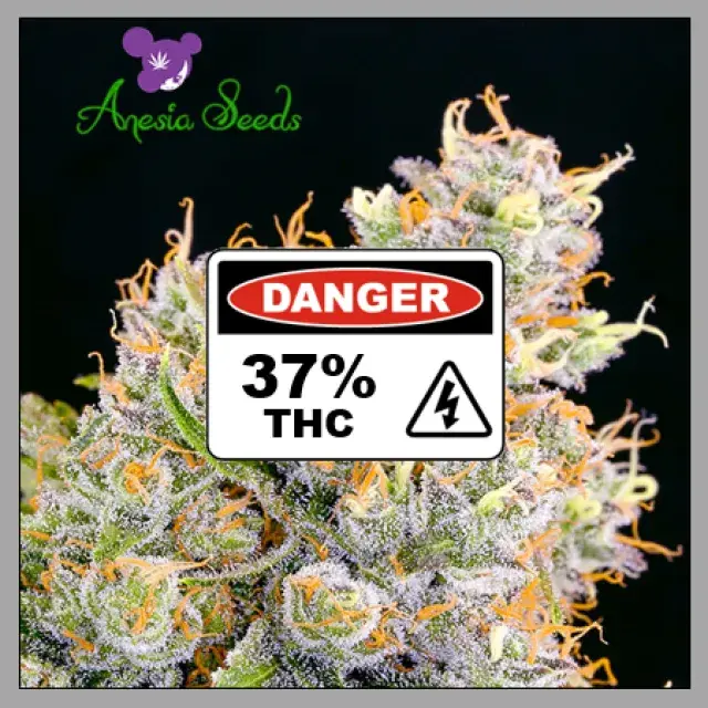 Future #1 Feminised Cannabis Seeds - Anesia Seeds