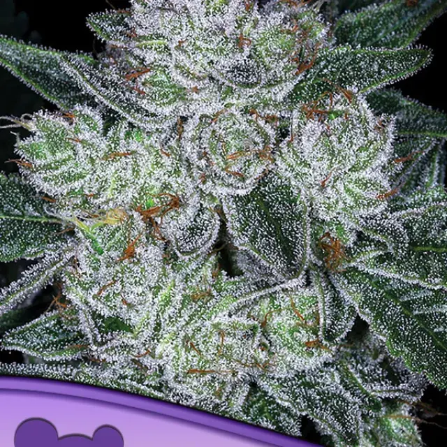Auto Future Feminised Cannabis Seeds - Anesia Seeds