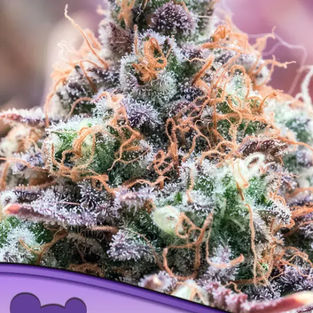 Future Island Feminised Cannabis Seeds - Anesia Seeds