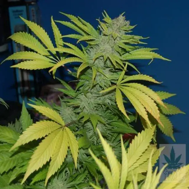 G13 x Skunk Regular Cannabis Seeds | Mr Nice Seeds