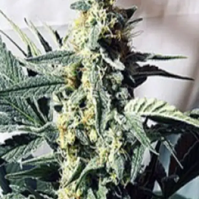 G13 x Widow Regular Cannabis Seeds | Mr Nice Seeds