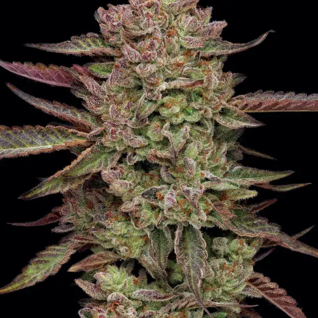 Gazzurple Feminised Cannabis Seeds - Humboldt Seed Company.
