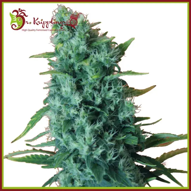 GGG 2 –  Gorilla Infested Gelato Auto Feminised Cannabis Seeds | Dr Krippling 