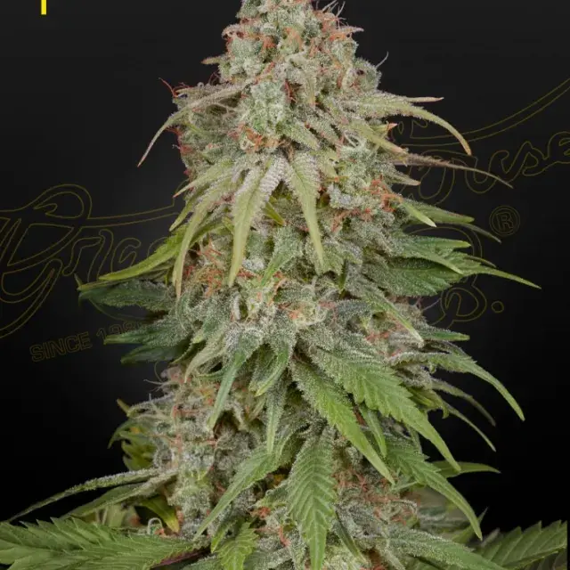 GH Amnesia Feminised Cannabis Seeds | Green House Seeds