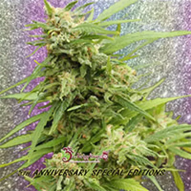 G.H.A. Turbo Diesel Auto Feminised Cannabis Seeds | Dr Krippling 