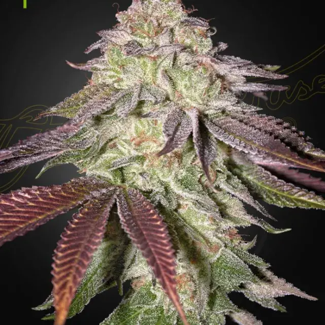 Sugarlato Auto Feminised Cannabis Seeds | Greenhouse Seeds