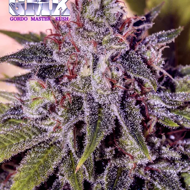 GMK (Gordo Master Kush) Feminised Cannabis Seeds | Positronics