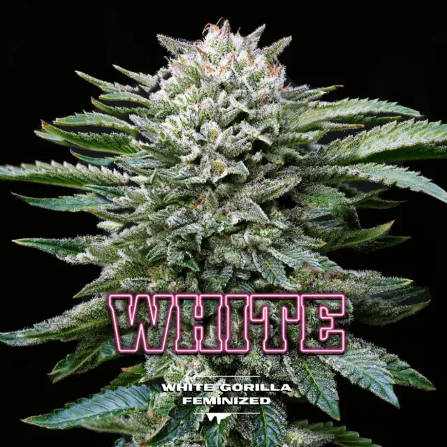 White Gorilla Cannabis Seeds - BSF Seeds Feminised Cannabis Seeds - BSF Seeds