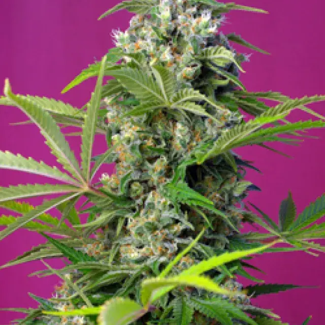 Gorilla Girl Feminised Cannabis Seeds | Sweet Seeds