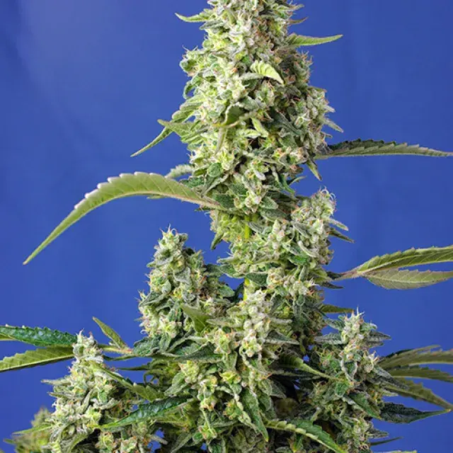 Gorilla Girl XL Auto Feminised Cannabis Seeds | Sweet Seeds